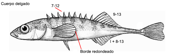 Pungitius pungitius_01.jpg